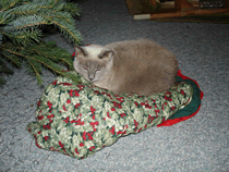 Cracker laying on the tree skirt