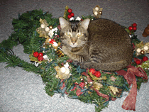Hungry on a wreath