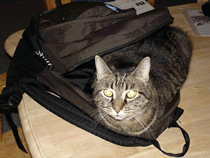 Big Kitty in a backpack