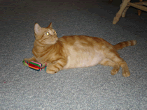 Tiger playing with a toy